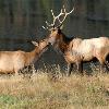 Bull and Cow Elk