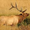 Bull Elk in Moraine Park