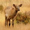 Elk Calf