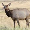 Elk Cow