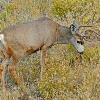 Mule Deer