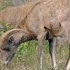 Big Horn Sheep Ram