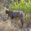 Big Horn Sheep Ewe