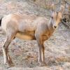 Big Horn Sheep Lamb