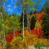 Fall Colors in Wyoming