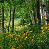 Black Eyed Susans and Birches