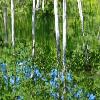 Pond Reflections