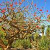 Coral Tree at Balboa Park - San Diego