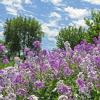 Phlox Landscape