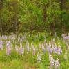 Field of Lupines