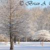 Fresh Snow At Petrifying Springs