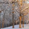 Lacy Trees