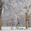 Snow White Trees