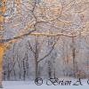 Snowy Oak Tree
