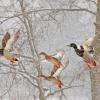 Snow Mallards