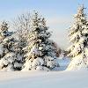 Pine After a Snowstorm - Wisconsin