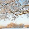 Frosty Trees - New Ulm, MN