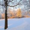 Hoar Frost Sunrise