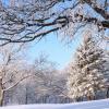 Hoar Frosted Woods - New Ulm, MN