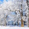 Hoar Frosted Oaks