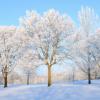 Hoar Frost on Trees - Minnesota