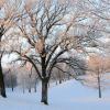 Hoar Frosted Woods