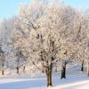 Hoar Frosted Trees - MN