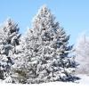 Hoar Frost Pines - Minnesota