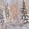 Snow Covered Trees