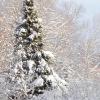 Snow Pine