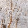 Snow Trees - Vertical