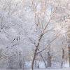 Snow Trees II