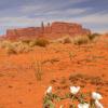 Desert Flowers in Monument Valley