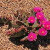 Beavertail Cactus in Bloom - Arizona