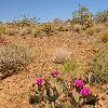Arizona Desert with Blooming Cactus