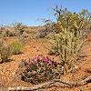 Arizona Desert with Blooming Beavertail Cactus