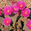 Beavertail Cactus Blossoms
