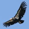 Endangered California Condor #16 - Grand Canyon National Park