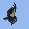 Endangered California Condor #E3 - Grand Canyon National Park