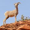 Desert Bighorn Sheep - Zion National Park