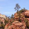 Pines and Rock Formations - Zion National Park