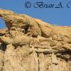 "Komodo Dragon" Rock - Gooseberry Badlands, WY