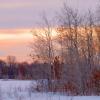 Winter Wood-Lot Sunset