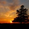 Pine Silouetted By Sunset