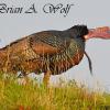 Gobbling On The Ridge