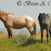 Pair of Wild Horses