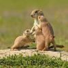 Prairie Dog and Pups