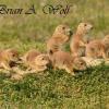 Prairie Dog Pups
