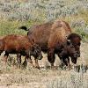 Bison and Calf
