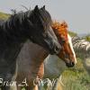 Three Wild Horses